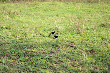 Lapwing typical Brazilian bird