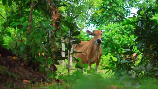 A red cow stands in a rainforest in Indonesia