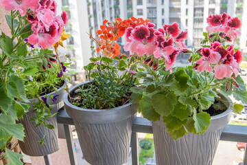 Pelargonium pink flower. Purple bud blooms. Botanical petal floral background. Gardening. Flower pots on the balcony railing