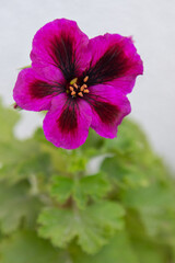 Pelargonium pink flower. Purple bud blooms. Botanical petal floral background. Gardening