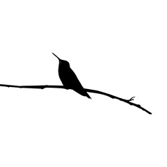 Perched Hummingbird Silhouette, can use Art Illustration, Website, Logo Gram, Pictogram or Graphic Design Element. Vector Illustration