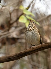 Small brown Hermit Thrush bird perched on a branch of a tree
