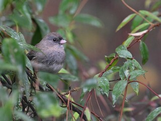 Small dark eyed junco bird perched on a wet tree branch in a rainy environment