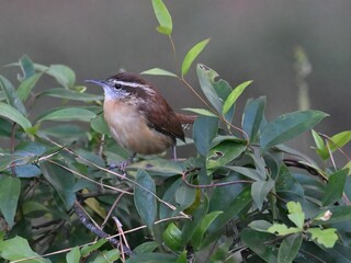 Small Carolina Wren bird perched atop a tree branch, its gaze focused off into the distance