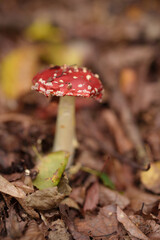 Pilze im Herbst