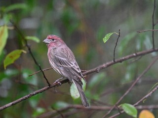 Small House Finch bird perched on the branch of a mature tree, looking off into the distance