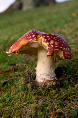 Fototapeta premium Fly Agaric, Amanita muscaria, close up.