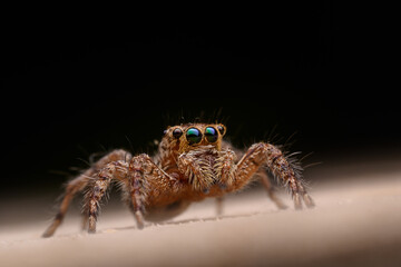 A tiny jumper: A Jumping Spider poised in stark contrast, its vivid eyes aglow against the dark...
