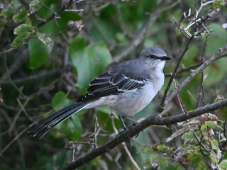 Northern Mockingbird bird perched on a branch of a tree located outside of a residential building
