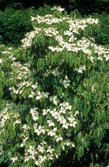 Cornus kousa benthamia japonica, Cornouiller du Japon