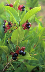 Cornius alternifolia, Cornouiller