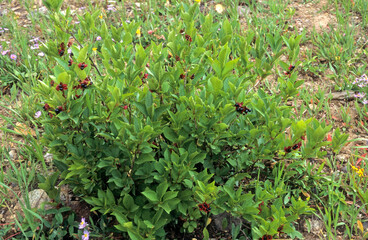 Cornius alternifolia, Cornouiller