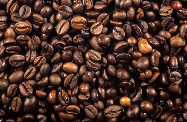 Coffea arabica, Cafier