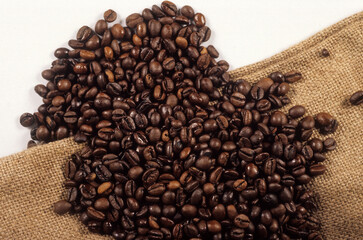 Coffea arabica, Cafier