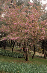 prunus speciosa, prunus japonica, Cerisier japonais