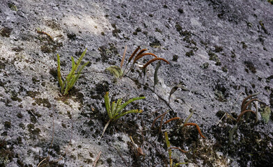 Rocky stone with wild grasses growing on