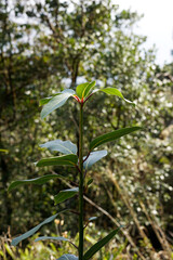 New growing branch of Drimys winteri tree in background of forest
