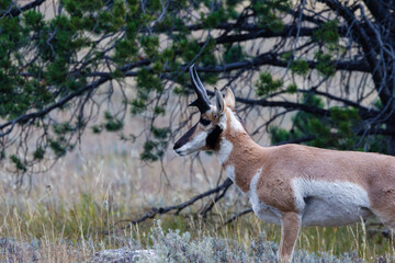 Pronghorn (Antilocapra Americana) close up in a meadow during early fall.