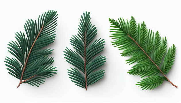 Seasonal pine leaves laid out flat and solitary on a white background