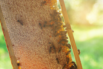 The beekeeper holds a nesting frame with honey and bees in his hands.