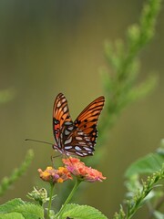 Vibrant Viceroy butterfly perched atop a blooming flower