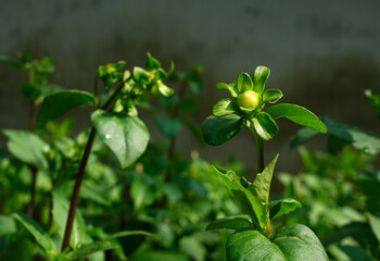 Fresh new Green Dahlia flower buds in garden under sunlight