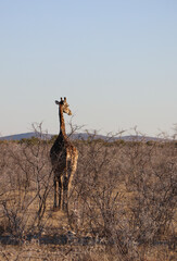 Naklejka na ściany i meble Girafe - Namibie 