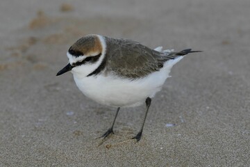 Small bird stands atop a sandy beach close to the ocean's edge