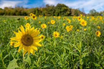Sunflowers are also beautiful in late summer