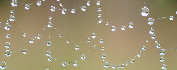 The spider web with dew drops. Abstract background. - 673915676