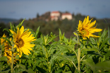 Sunflowers are also beautiful in late summer