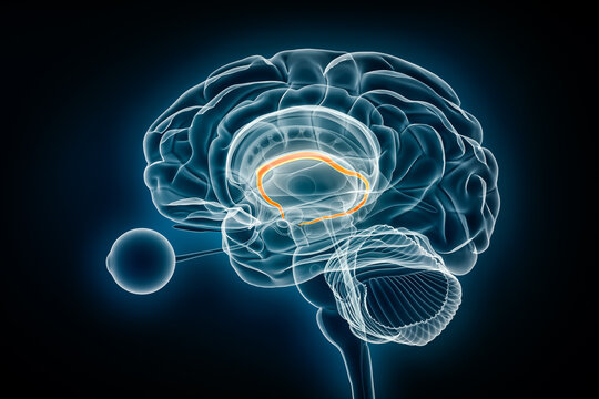 Fornix profile x-ray view 3D rendering illustration. Human brain and limbic system anatomy, medical, healthcare, biology, science, neuroscience, neurology concepts.