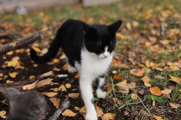 black and white cat
