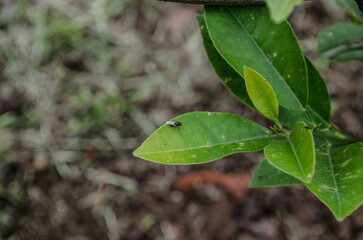fly on leaf in the garden