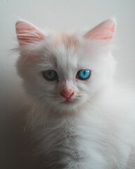 Portrait of an adorable Persian white kitten with bright blue eyes