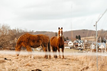 Couple of orange horses grazing contentedly in a dry grassy field on a cloudy day