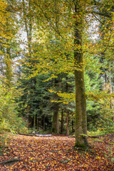 Vertikale Aufnahme einer herbstlichen Waldszene