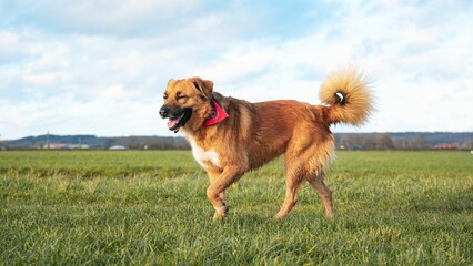 Brown dog running joyfully through a lush green field.