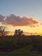 A field with trees and a sunset