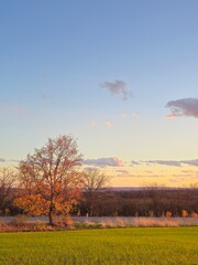 A tree with pink leaves