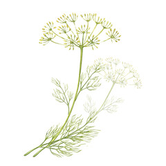 Dill branches. Harvest. Fragrant herbs for salads, soups. Illustration for design, print or background