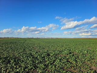 A field of crops