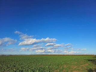 A field with blue sky and clouds
