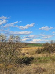 Fototapeta na wymiar A grassy field with trees and a blue sky