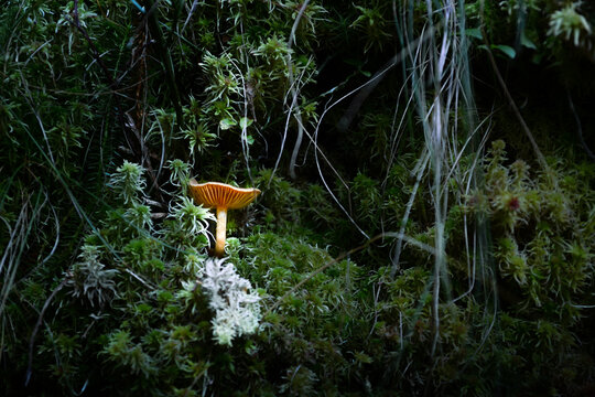 Pilz im Wald eingerahmt von Moos, wie im M&auml;rchen