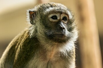 Closeup of a primate portrait