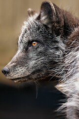 Vertical closeup of a gray wolf
