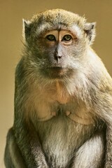 Closeup of a primate portrait