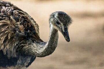 Closeup of an ostrich standing outdoors - obrazy, fototapety, plakaty