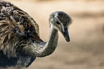 Deurstickers Closeup of an ostrich standing outdoors © Wirestock